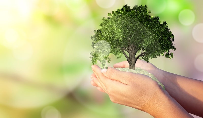 image of hands holding tree